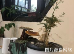 http://wx.4000500521.com//upimg/seot/t20190701173553213.jpg